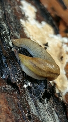 Prophysaon foliolatum