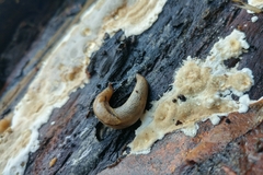 Prophysaon foliolatum