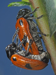 Clytra quadripunctata