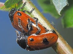 Clytra quadripunctata