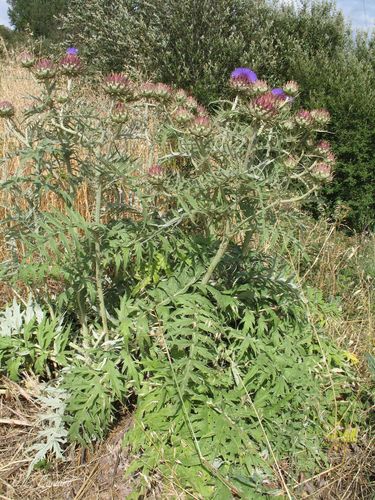 Cynara cardunculus