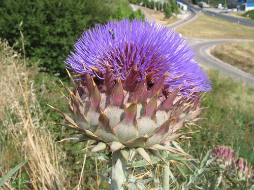 Cynara cardunculus