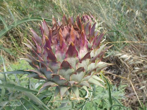 Cynara cardunculus