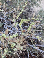 Cerococcus quercus