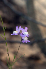 Linaria maroccana