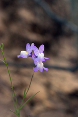 Linaria maroccana