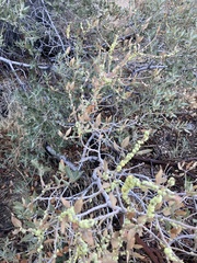Cerococcus quercus