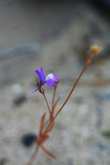 Linaria maroccana