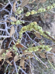 Cerococcus quercus