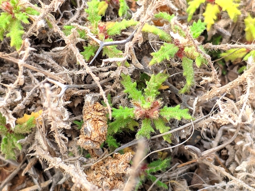 Forsskaolea angustifolia image