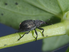 Pseudoperapion brevirostre