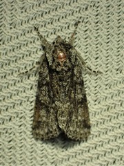 Acronicta impressa