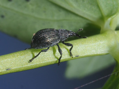 Pseudoperapion brevirostre