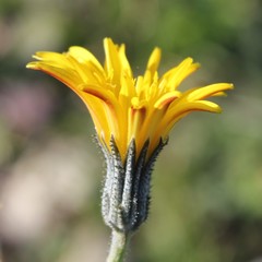 Picris scaberrima