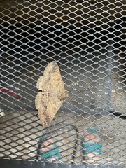 Ericeia subcinerea
