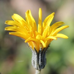 Picris scaberrima