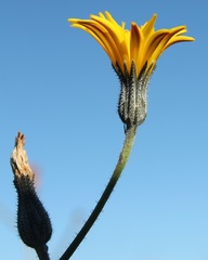 Picris scaberrima
