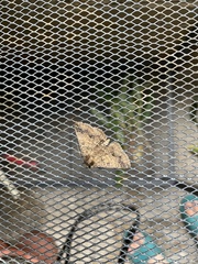 Ericeia subcinerea