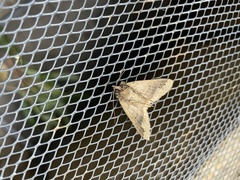 Ericeia subcinerea