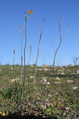 Picris scaberrima