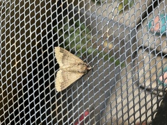 Ericeia subcinerea