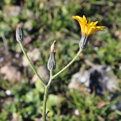 Picris scaberrima