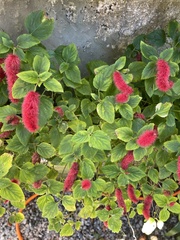 Acalypha chamaedrifolia
