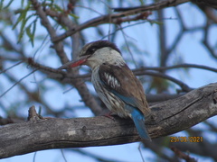 Halcyon chelicuti chelicuti
