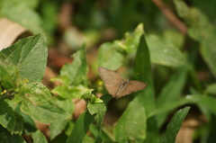Cissia phronius