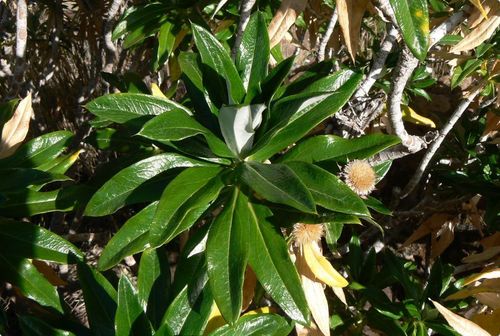 Carlina salicifolia