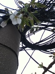 Prunus serrulata