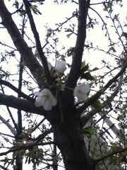 Prunus serrulata