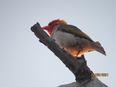 Anaplectes rubriceps rubriceps