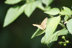 Cissia phronius