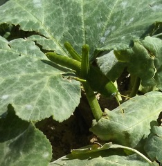 Anacridium aegyptium