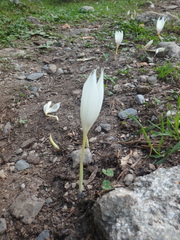 Crocus vallicola