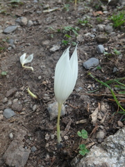 Crocus vallicola