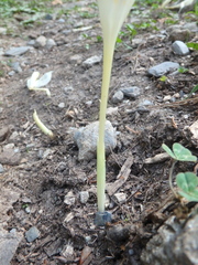 Crocus vallicola