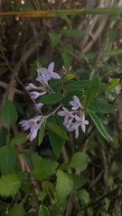 Daphne genkwa