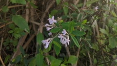 Daphne genkwa