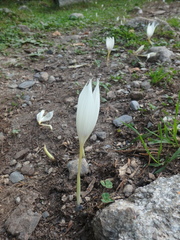 Crocus vallicola