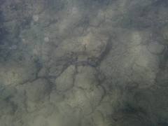 Gymnothorax rueppelliae