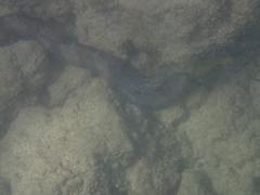 Gymnothorax rueppelliae