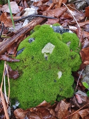 Didymodon sinuosus