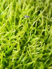 Didymodon sinuosus