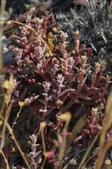 Dudleya parva