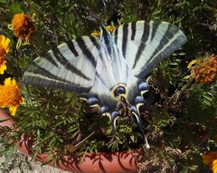 Iphiclides feisthamelii