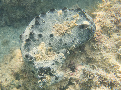 Porifera