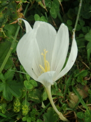 Crocus vallicola