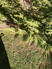 Cupressus × leylandii